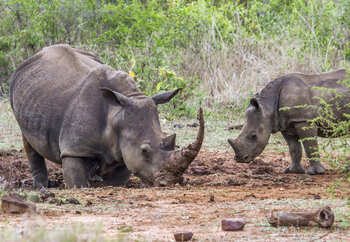 Nashörner in Afrika
